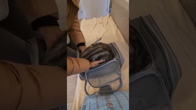 Купили Ивушке новую переноску 🎁