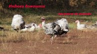 Индюки домашние пасутся на выгоне. Как птицы подросли за месяц, с 4 по 30.10.24, Ростовская область
