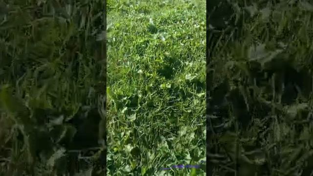 Повыкладываю пока видео с лета)
