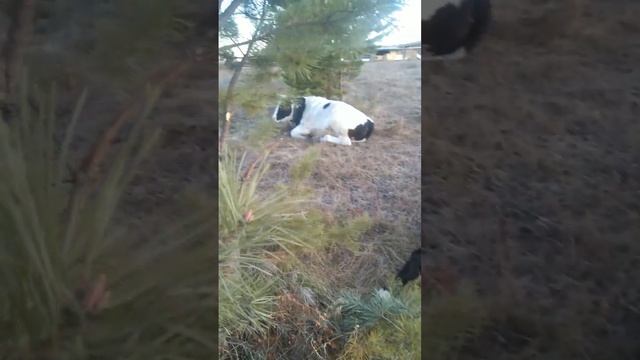 Благодатное время для коров 28.10.24