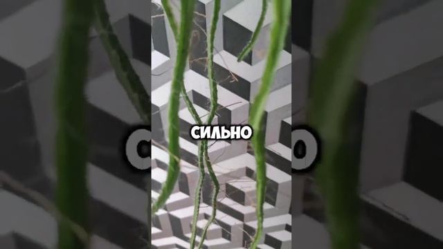 как изменился драгонфрукт