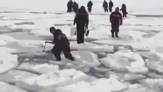 Пингвины)))