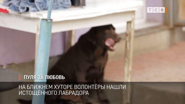 Пуля за любовь