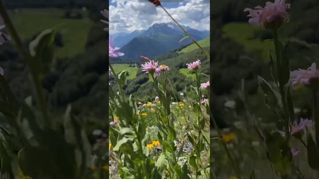 Абхазия. Альпийские луга.