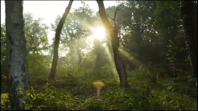 Спокойный сон, антидепрессант , музыкотерапия, релакс #sleepmusic #антистрессоваямузыка