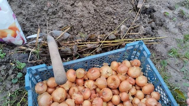 сажаю лук под зиму