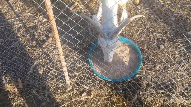 перевів кози в новий великий вольєр