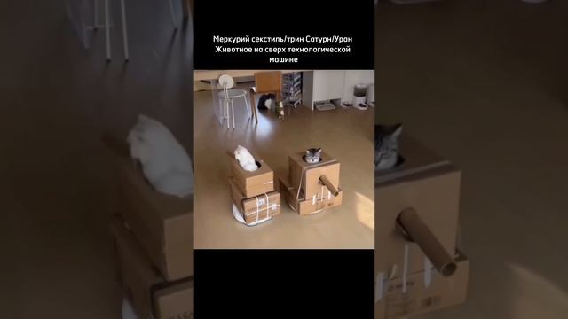Ретро Меркурий #астролог #консультация #юмор