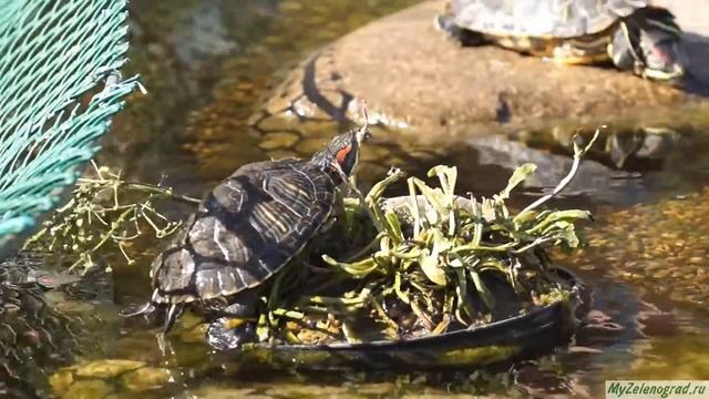 Черепашки в искусственном водоеме МЖК