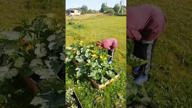 Первый выходной за лето и сразу на дачу.
