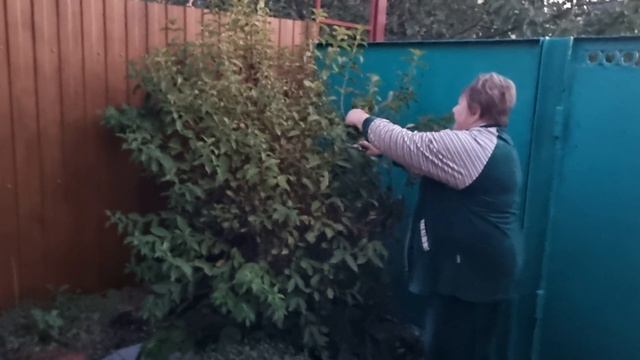 Обрезаем  Вейгелу и Глицинию.Сажаем мультифлору.