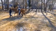 SE TB Showcase Therapy Horse Award Entry - Stride Ahead - Al
