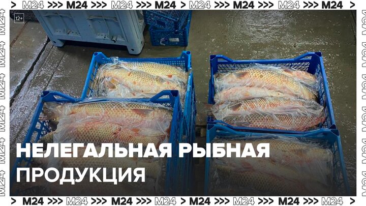 Полицейские изъяли у бизнесмена более 700 кг нелегальной рыбной продукции - Москва 24