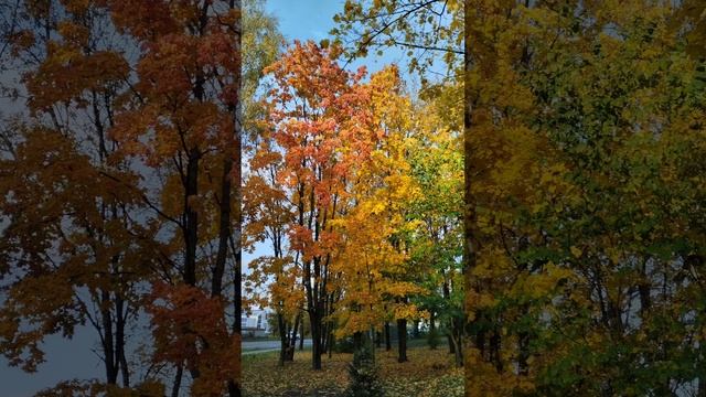 Осенняя прогулка 🍁#лунныйсвет