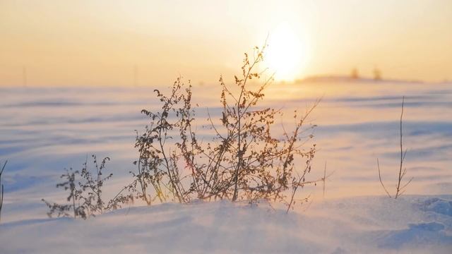 ЗИМА НА ПЛАНЕТЕ . От Северного до Южного полюса.