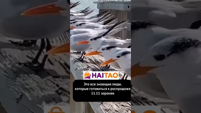 Готовьтесь к распродаже 11.11 уже сейчас!