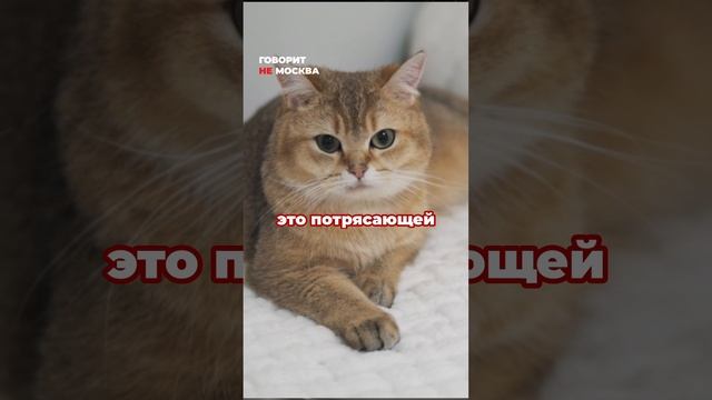 ТОП-5 пород кошек по версии профессионального фелинолога (специалиста по кошкам) #кошки #животные