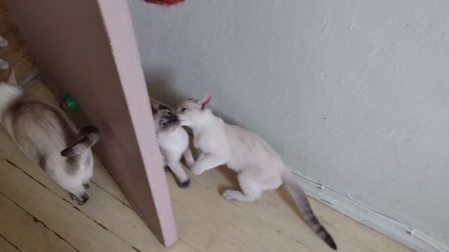 Котики нашли, где спрятаны игрушки