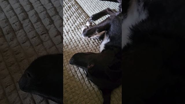 Кайрос_2.5_года.mp4
