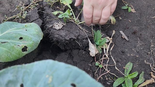 Завершение огородного сезона. Собираем последний урожай