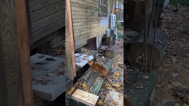 Василий Алибабаевич😸Котейка из Больших Дворов🍁Осень в Подмосковье 20.10.2024