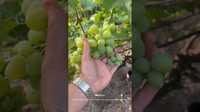 Большой ассортимент продукции на сайте #мозырь #питомникрастений #голубика #садогород #виноградник