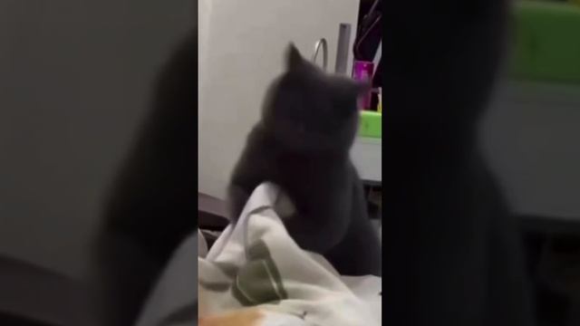 Memes From Internet Part 294