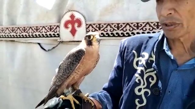 У сокола красивые глаза и цепкие когти…