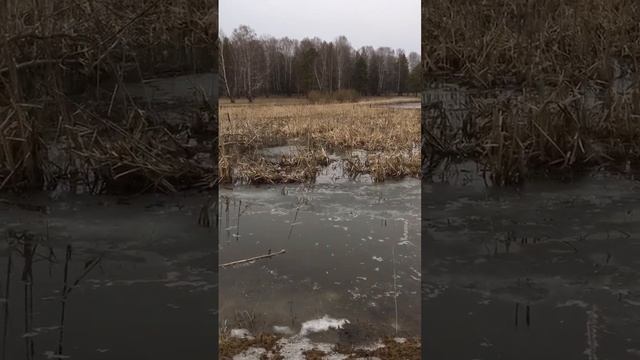 Манок на утку рабочий за 195 рублей