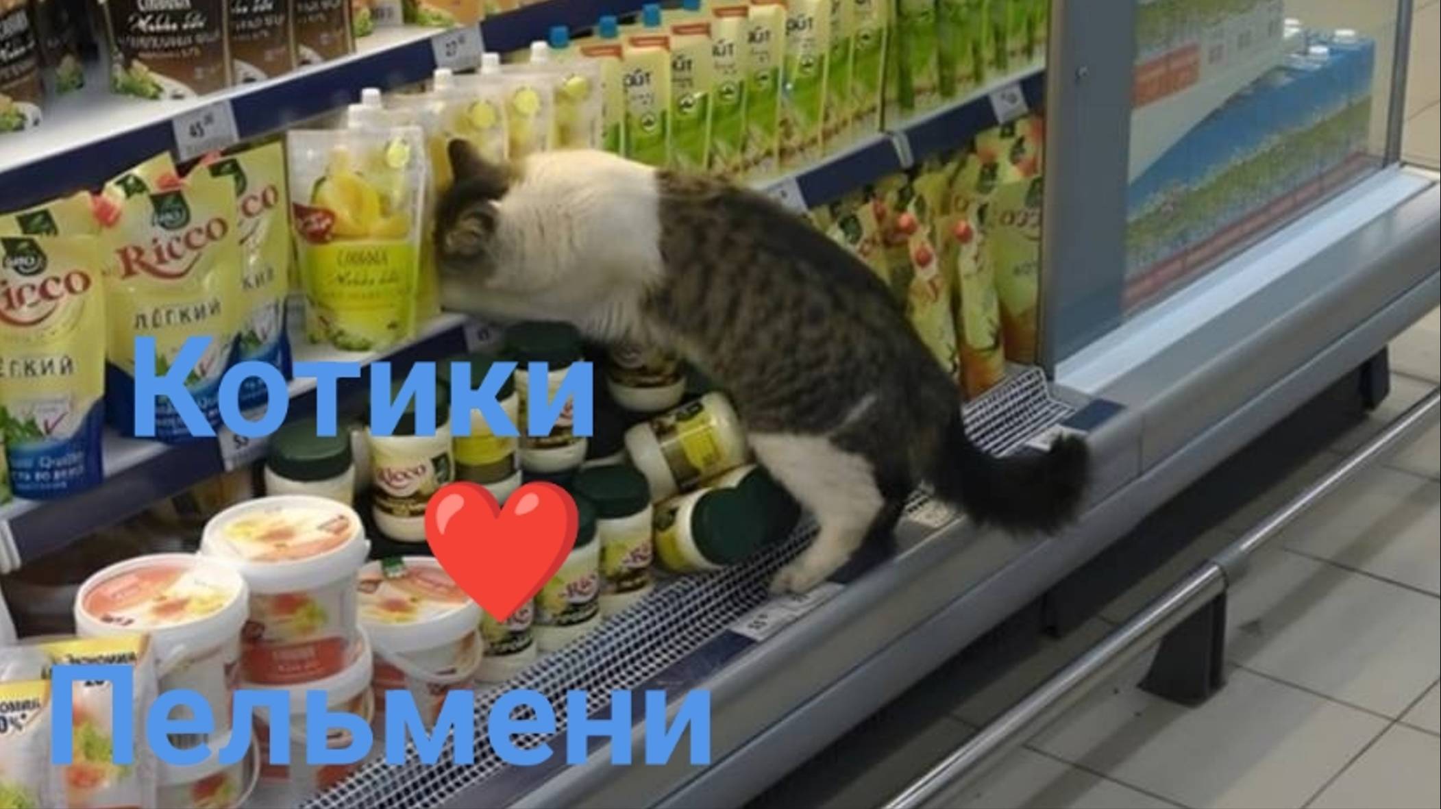 Котики любят пельмени.