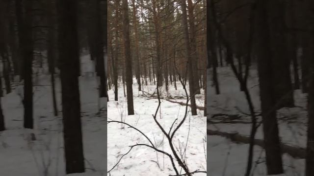 Заготовка дров