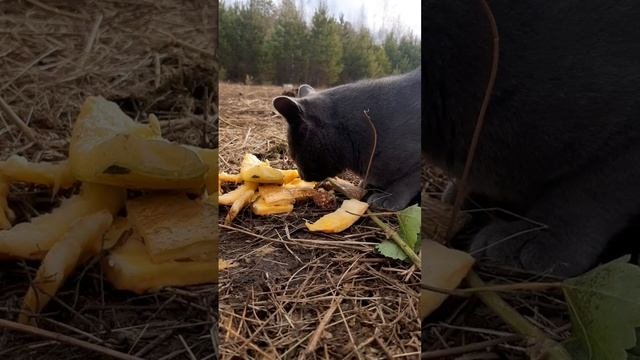 Новый житель Гошалы,кот Нарасимха, в душе настоящий вегетарианец