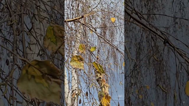 Слёзы осени🍁