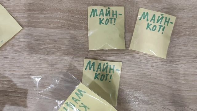 МайнКот с Катуськом Лайф!