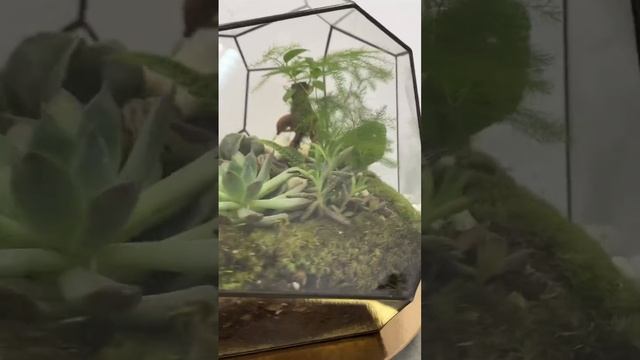 Сад у вас дома от самой душевной мастерской Сад Души 😊