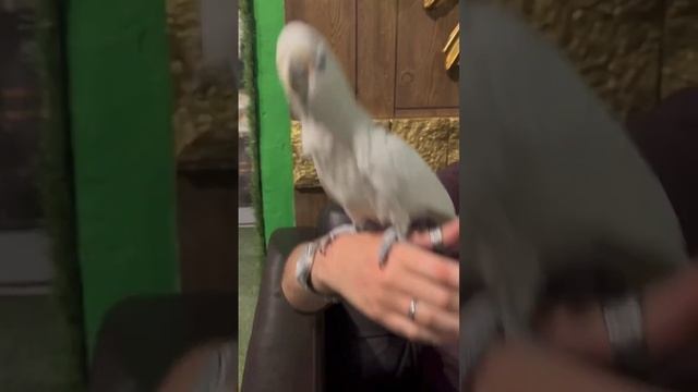 #какаду Рома отжигает) по вопросам приобреьения связь +79181817775