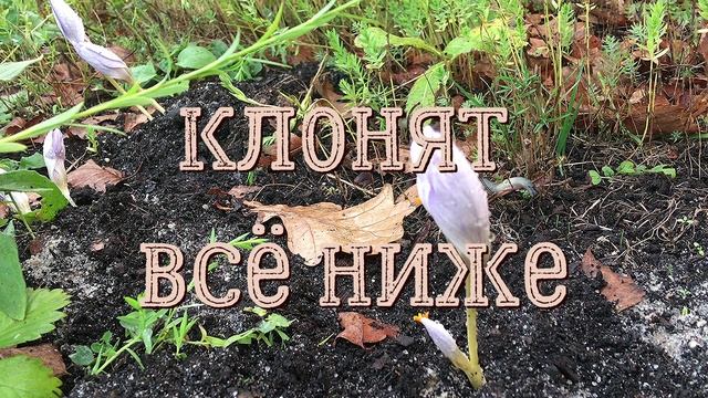 Осенние крокусы. Стихи и видеомонтаж мои. Музыка Игоря Двуреченского