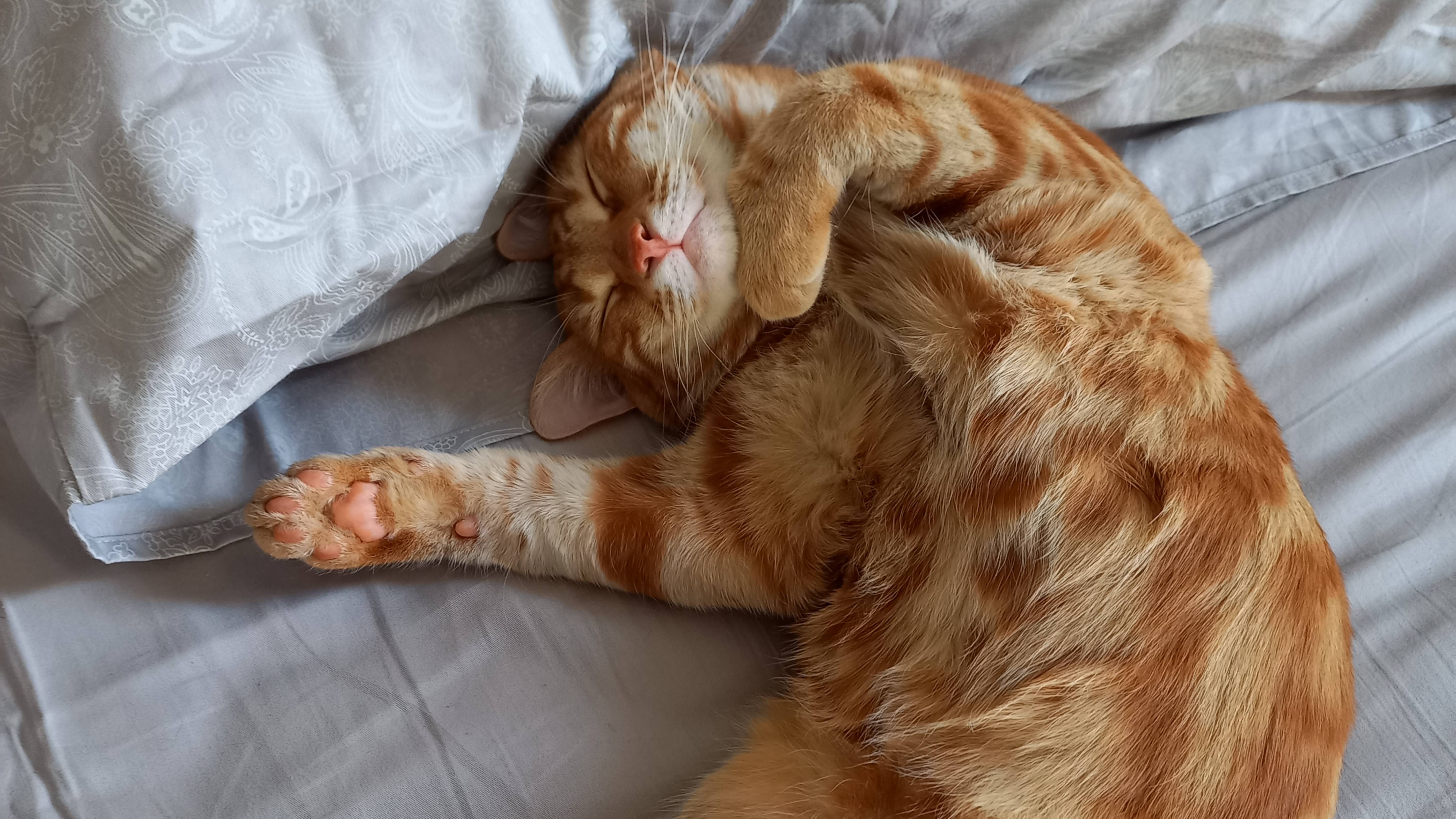 Котик)))