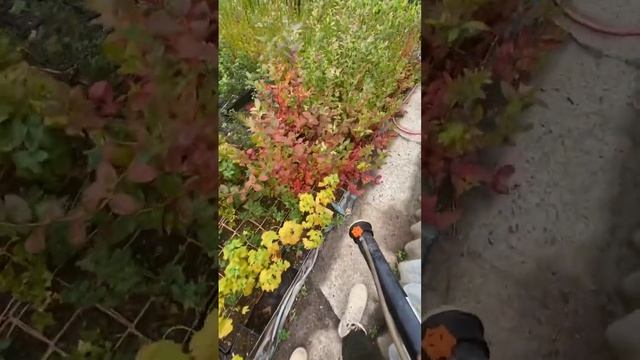 Важная обработка Голубики и винограда перед зимой. Открытый грунт #садоводство #садогород #беларусь
