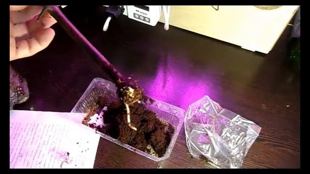 Результат прививки винограда Эпизод II
