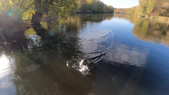 Спиннинг в октябре #рыбалка #спиннинг #tinao_fishing #rybolovtroick #спиннинг