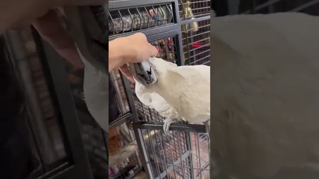 #какаду Альба во всей красе! Знакомьтесь это Енисей , 5 лет полностью ручной самец