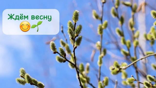 В ожидании весны! Прекрасные звуки природы 🌿