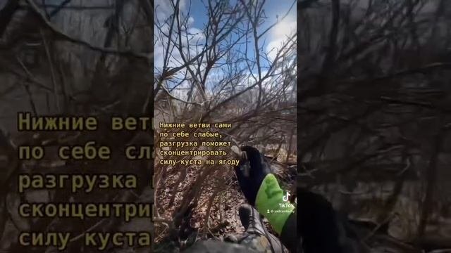 Обрезка голубики на питомнике. Весна 2023