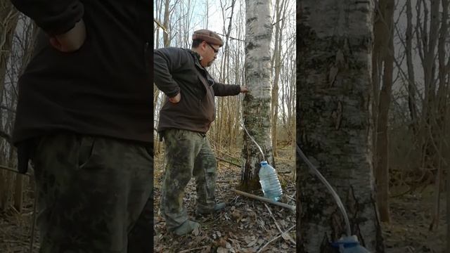 Собираю берёзовый нектар.