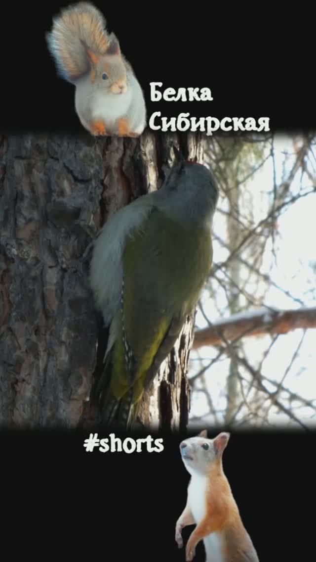 Седой дятел краснокнижный во многих областях