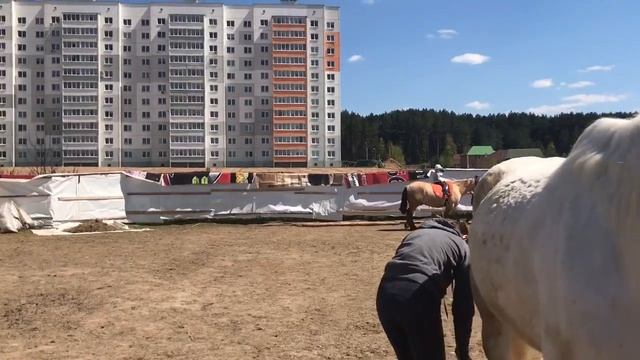 Иппотерапия