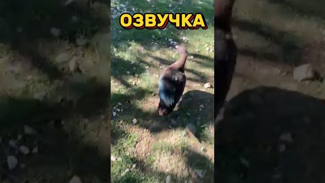 ПТИЧИЙ ПРОХОДНЯК🦆 ( озвучка )