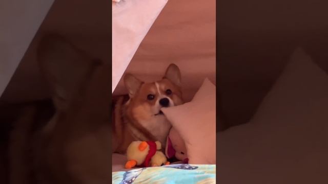Самое милое видео #коржмарти #корги #собака #любовь #юмор #животные #corgi #dog #love #funny