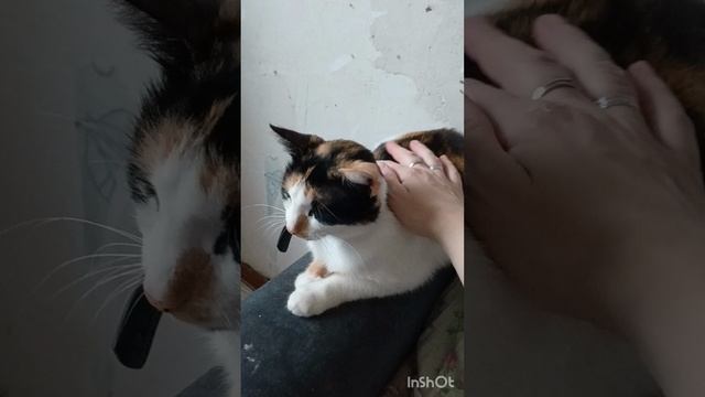 Кошачья жиза😹😸🐱!!!#кошки#котики#милоевидео#рутюб